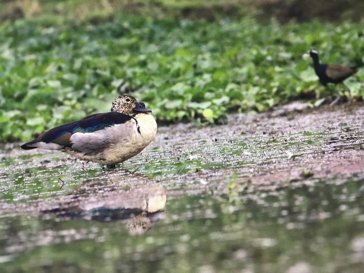 Knob-billed Duck - ML547601721