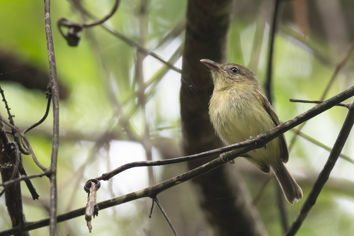 Southern Bentbill - Ben  Lucking