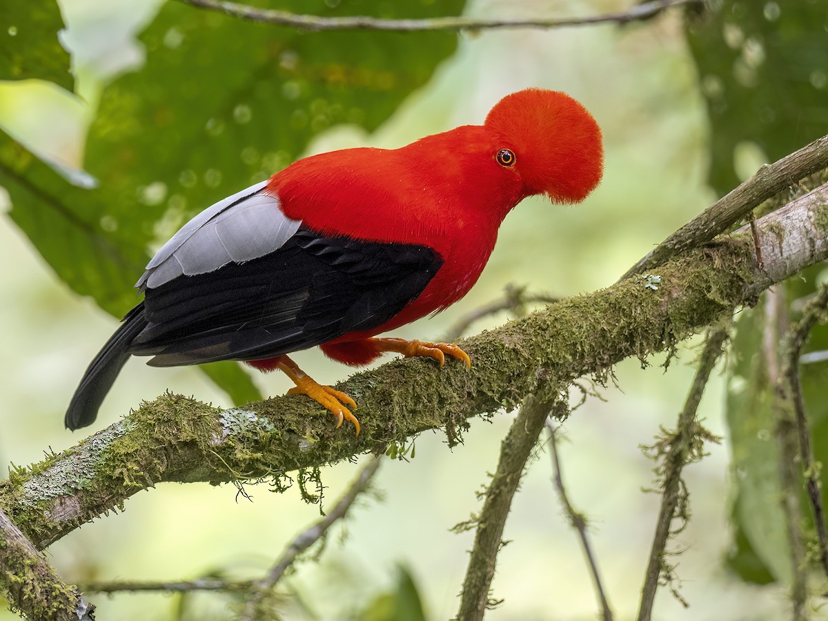 Andean Cock-of-the-rock - Andres Vasquez Noboa