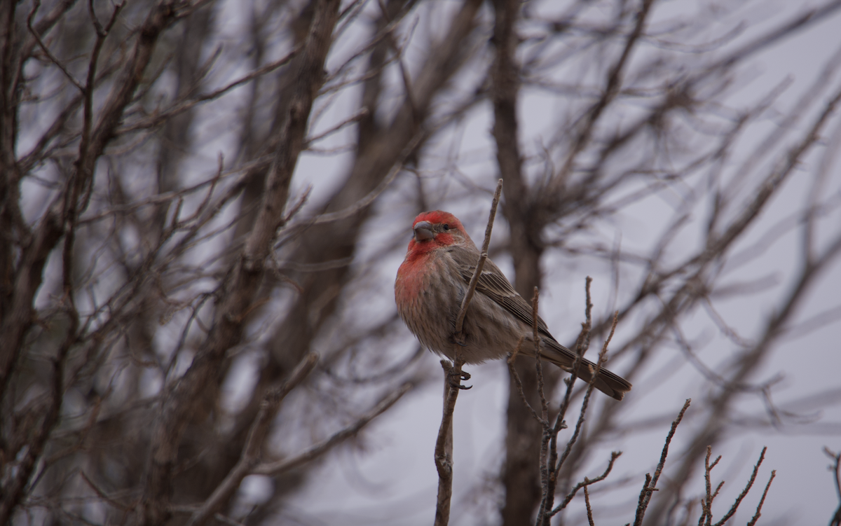 House Finch - ML547602871