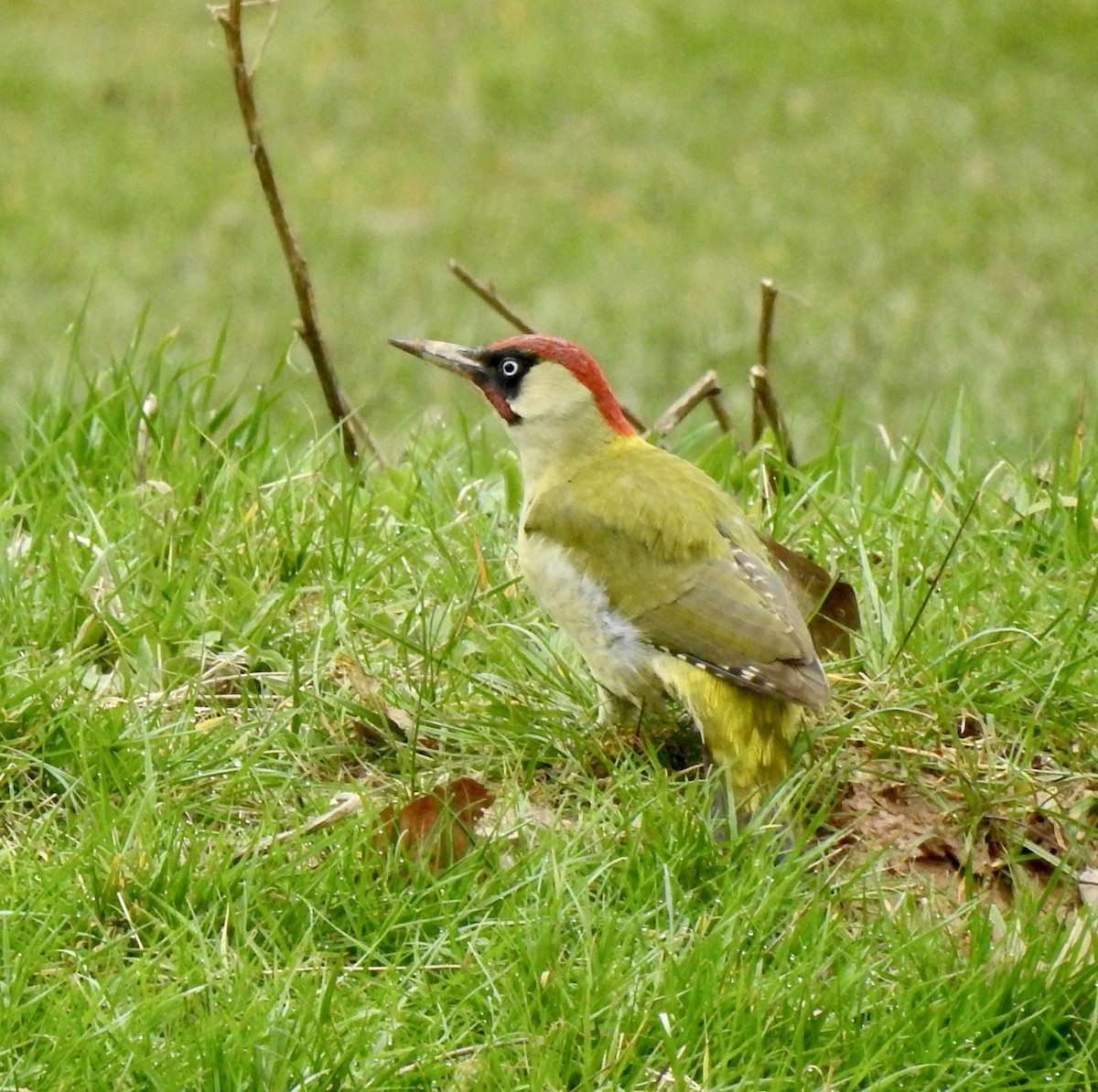 Eurasian Green Woodpecker - ML547604291