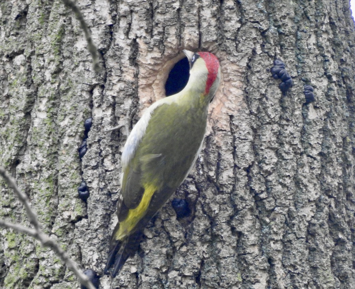 Eurasian Green Woodpecker - ML547604341