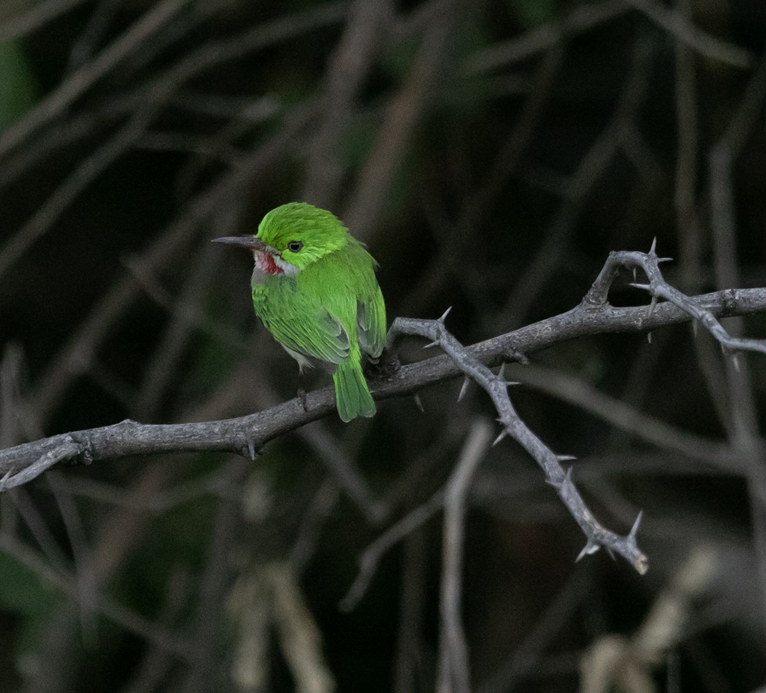 Broad-billed Tody - ML547604671