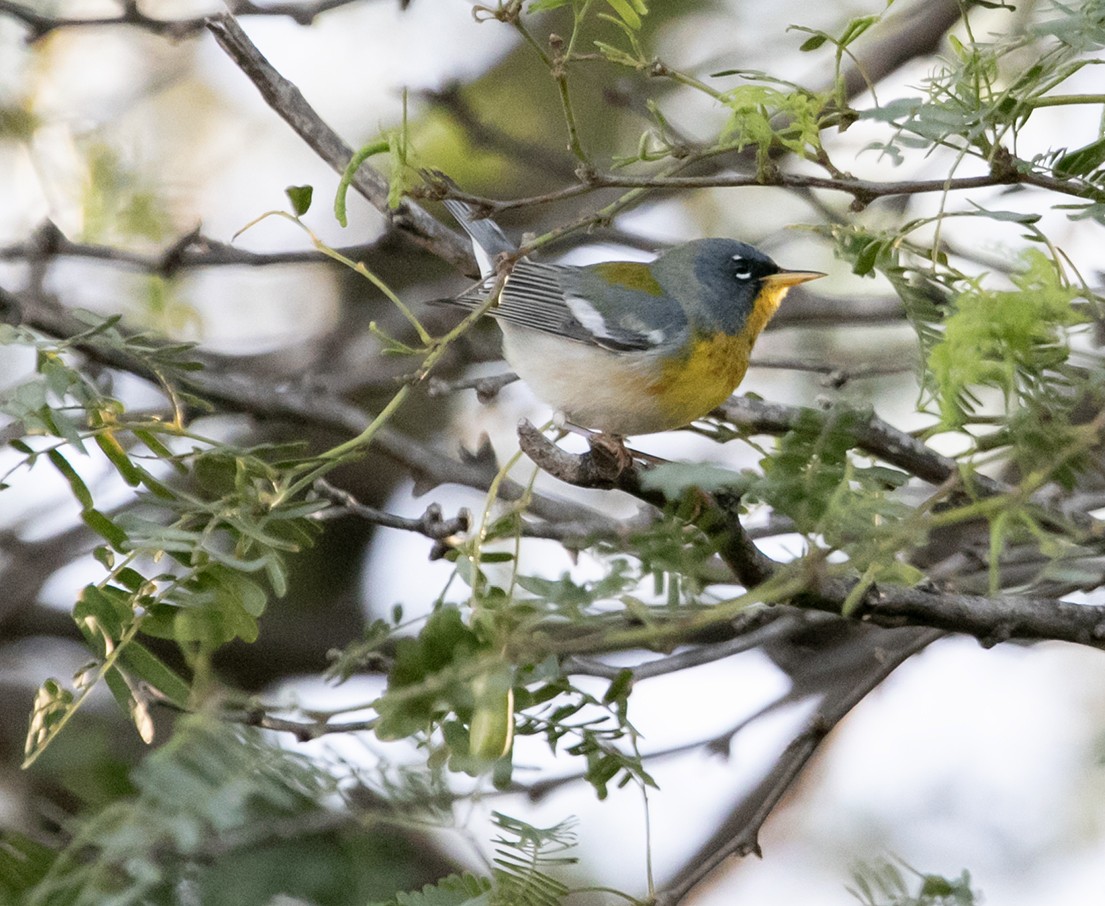 Northern Parula - ML547604871