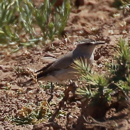 Black-fronted Ground-Tyrant - Douglas Faulder