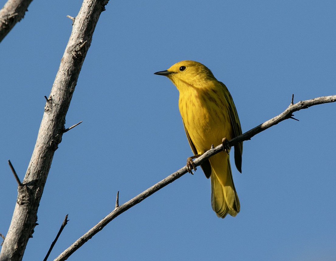 Yellow Warbler - ML547604911
