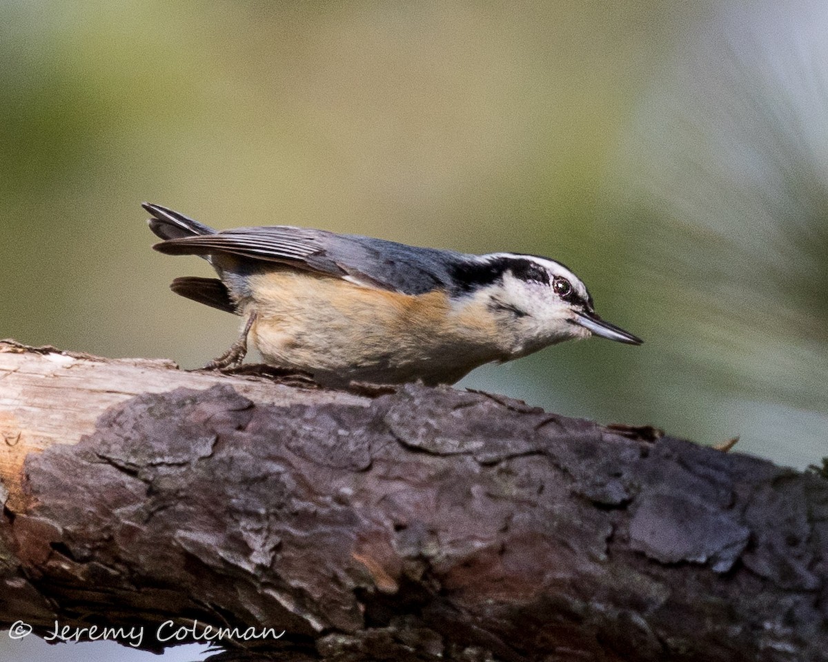 Red-breasted Nuthatch - ML54760511