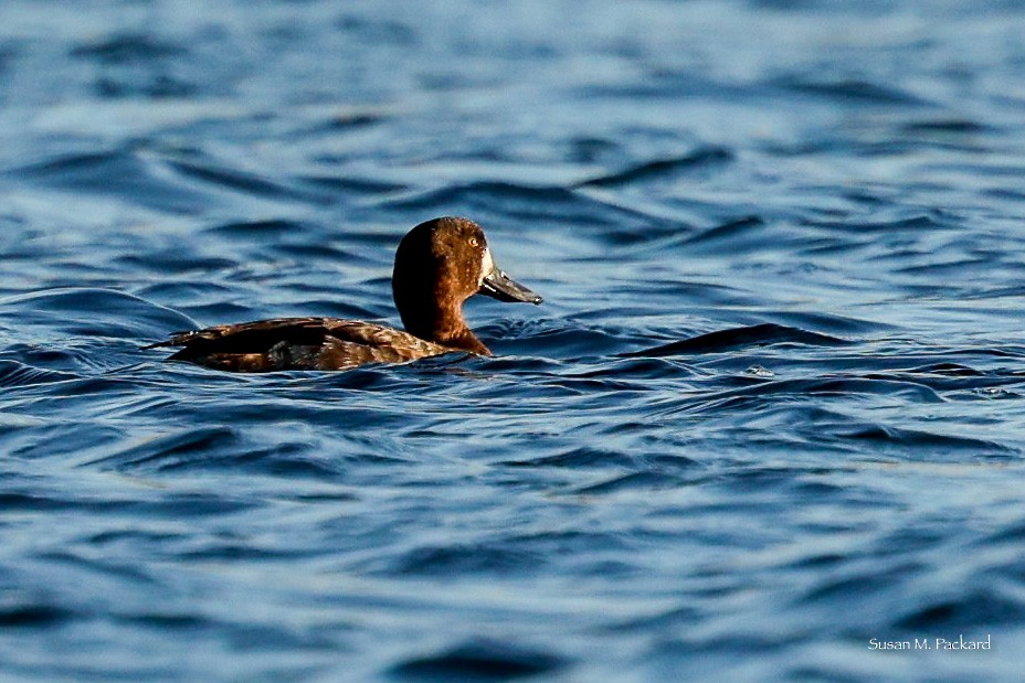 Lesser Scaup - ML547605351