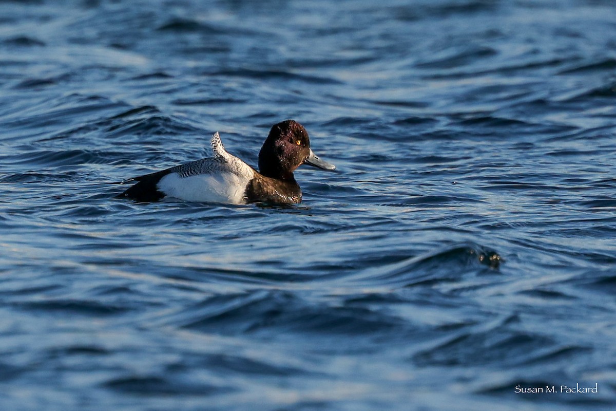 Lesser Scaup - ML547605361