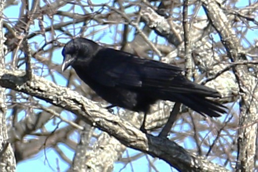 American Crow - ML547605821