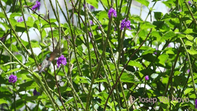 Stripe-tailed Hummingbird - ML547606001