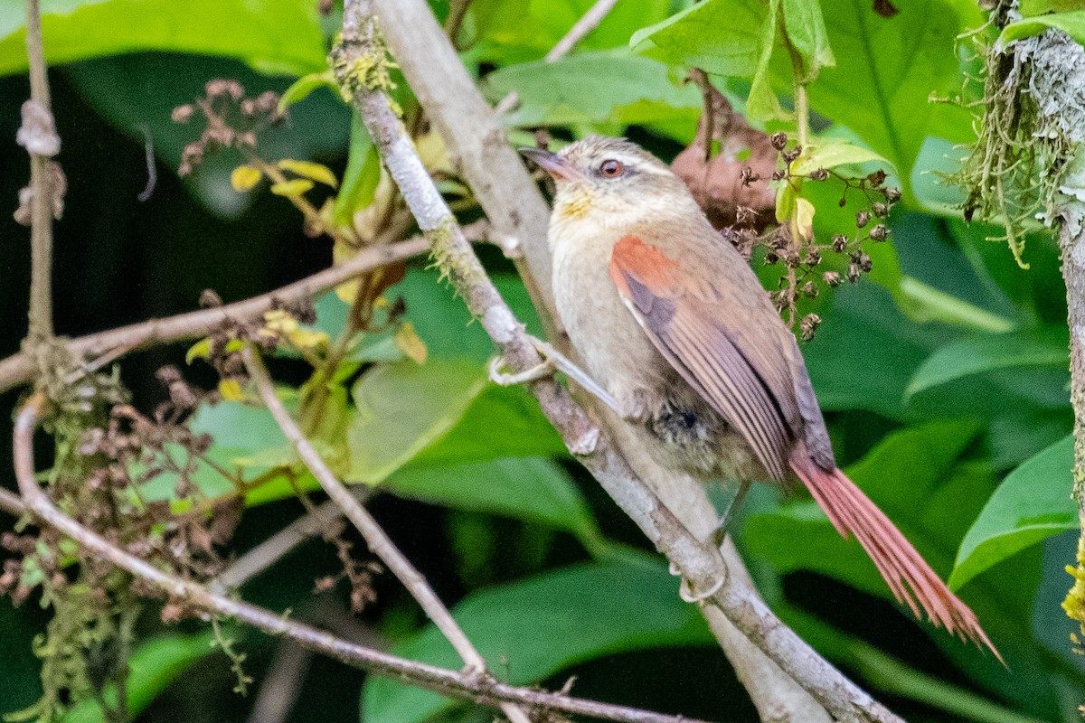 Olive Spinetail - Sue Wright