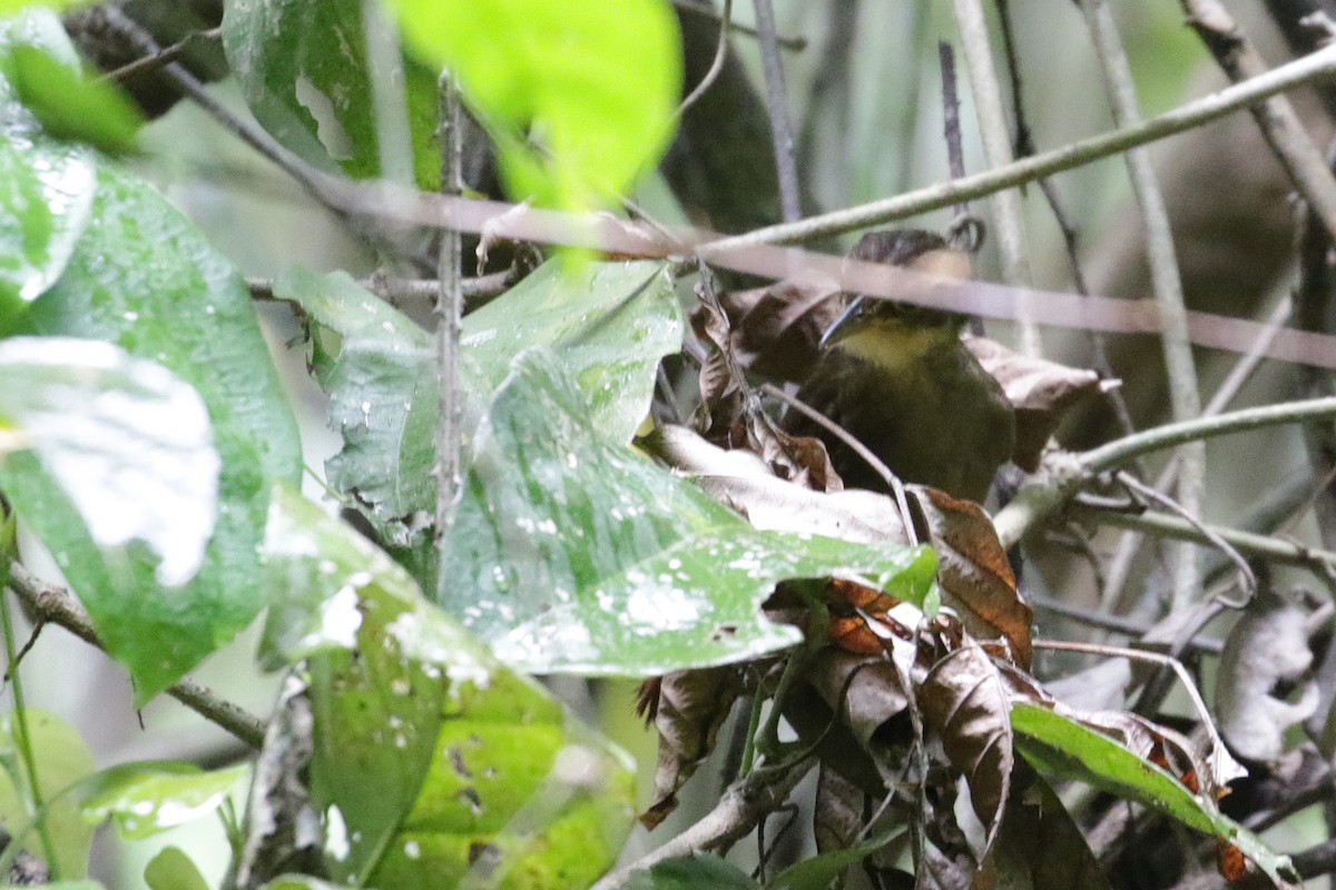 Chiriqui Foliage-gleaner - ML54760651