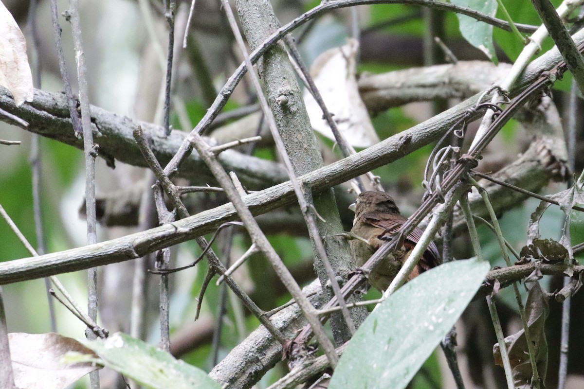 Chiriqui Foliage-gleaner - ML54760681