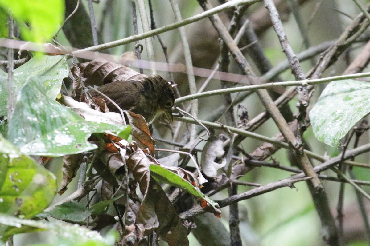 Chiriqui Foliage-gleaner - ML54760691