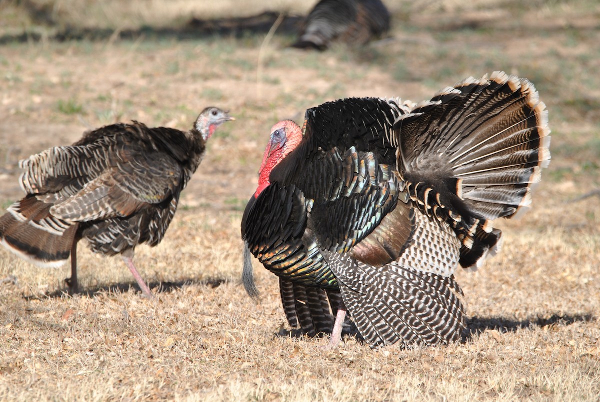 Wild Turkey - Harper Mazock