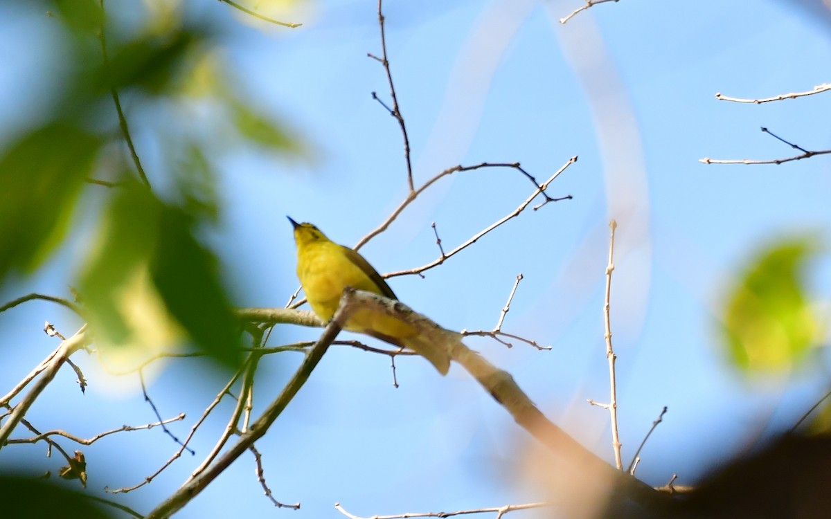 Sarı Kaşlı Arapbülbülü - ML547608171