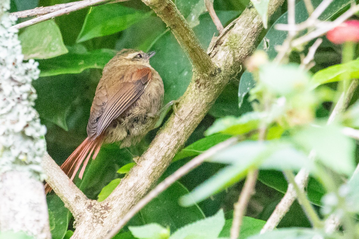 Olive Spinetail - Sue Wright