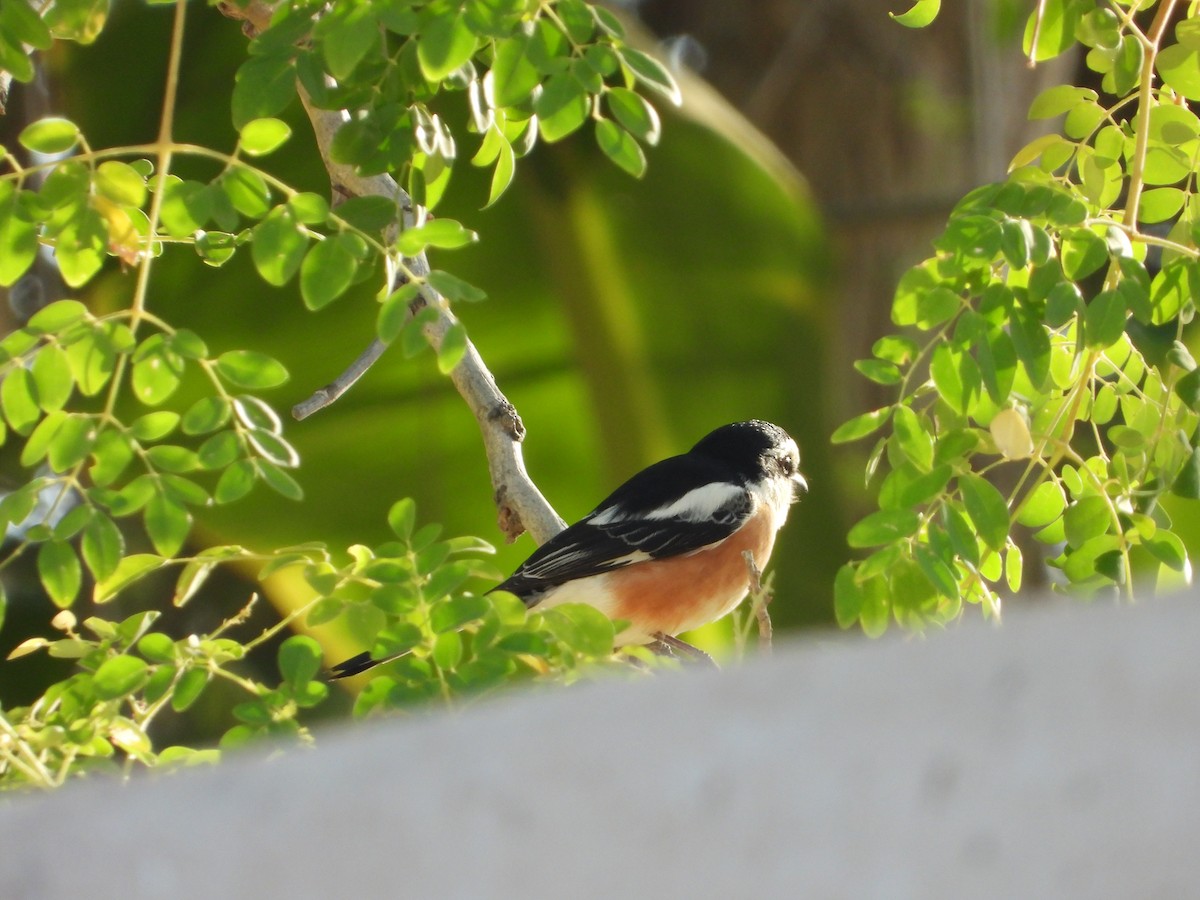 Masked Shrike - Daria Vashunina