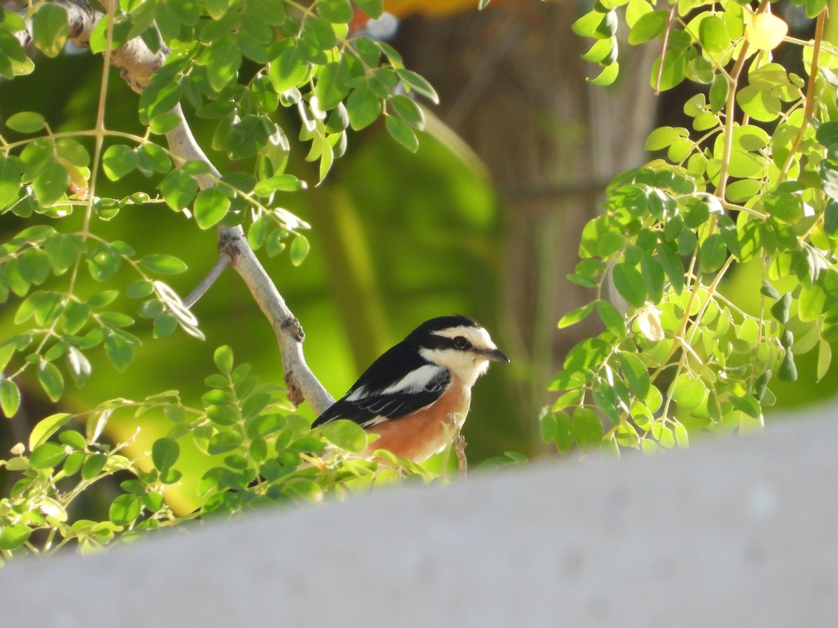 Masked Shrike - ML547609701