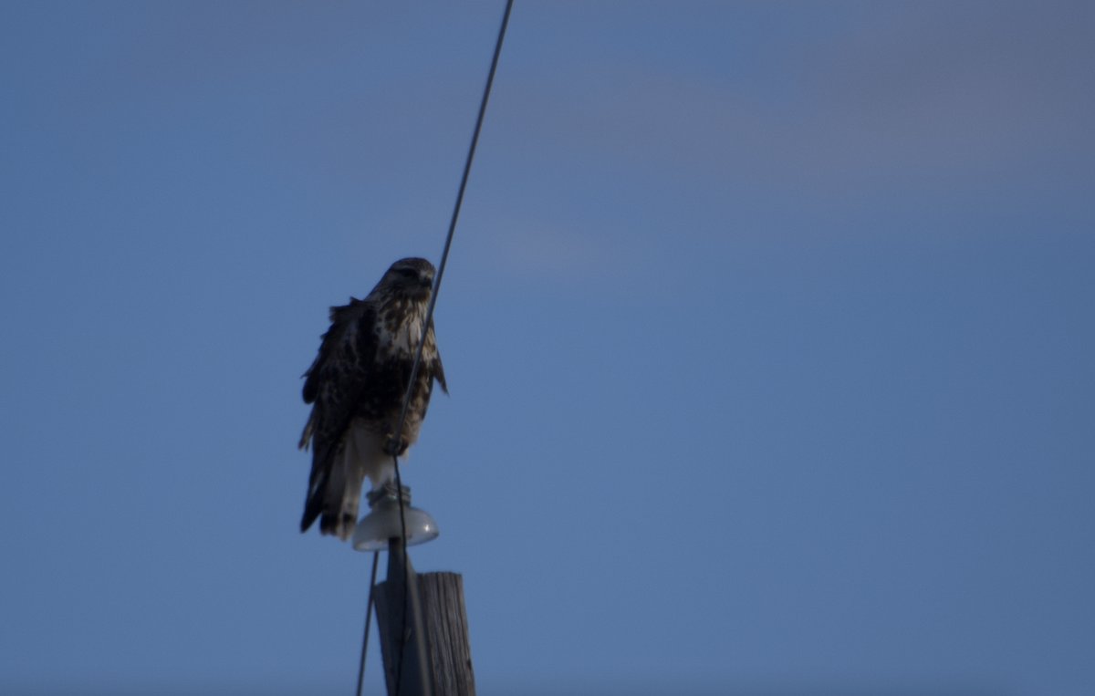 Rough-legged Hawk - ML547610081