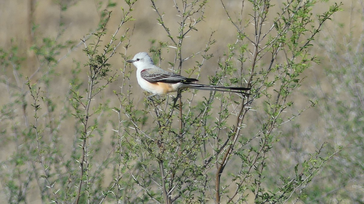 Scissor-tailed Flycatcher - Leslie Sours