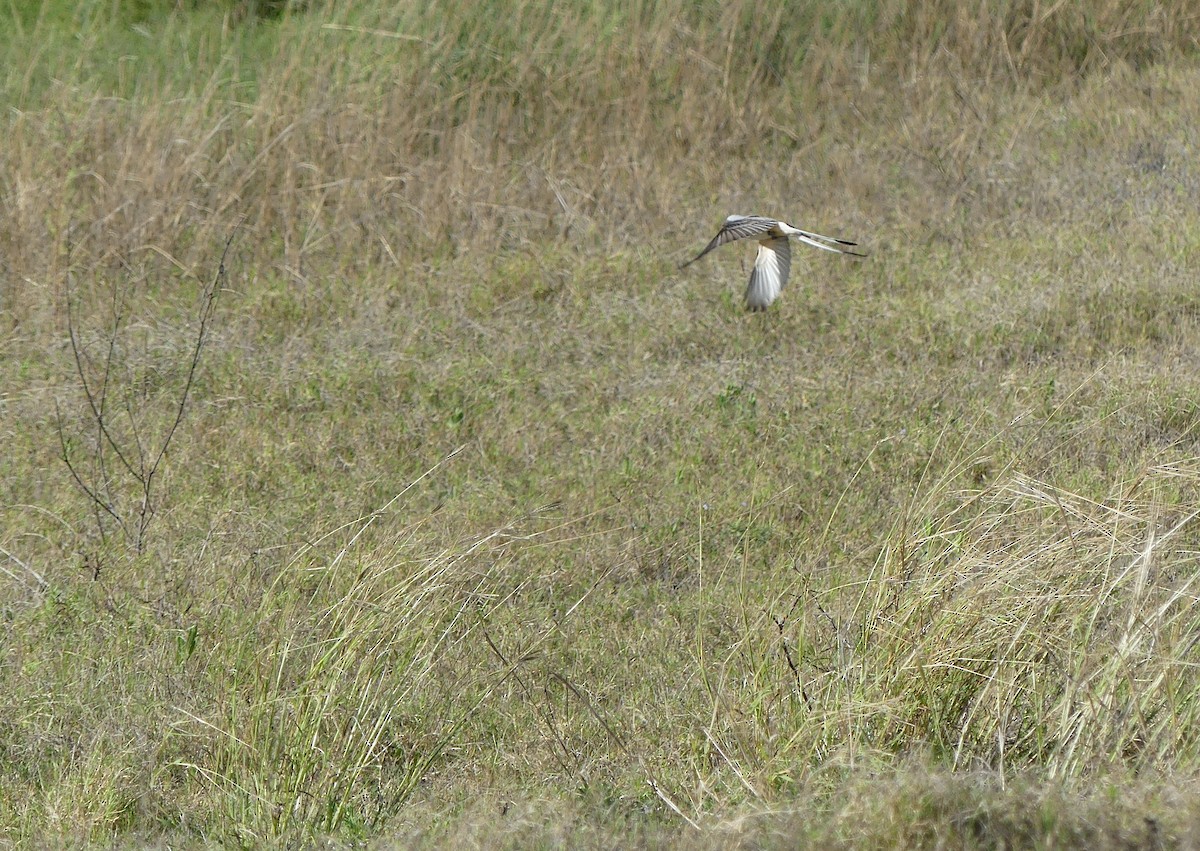 Scherenschwanz-Königstyrann - ML547610651