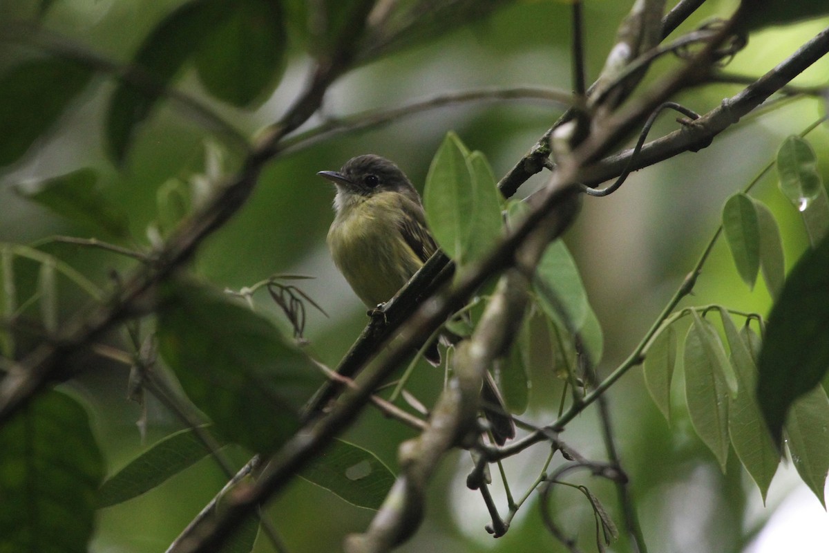 Yellow-olive Flatbill (Sooretama) - ML547610711