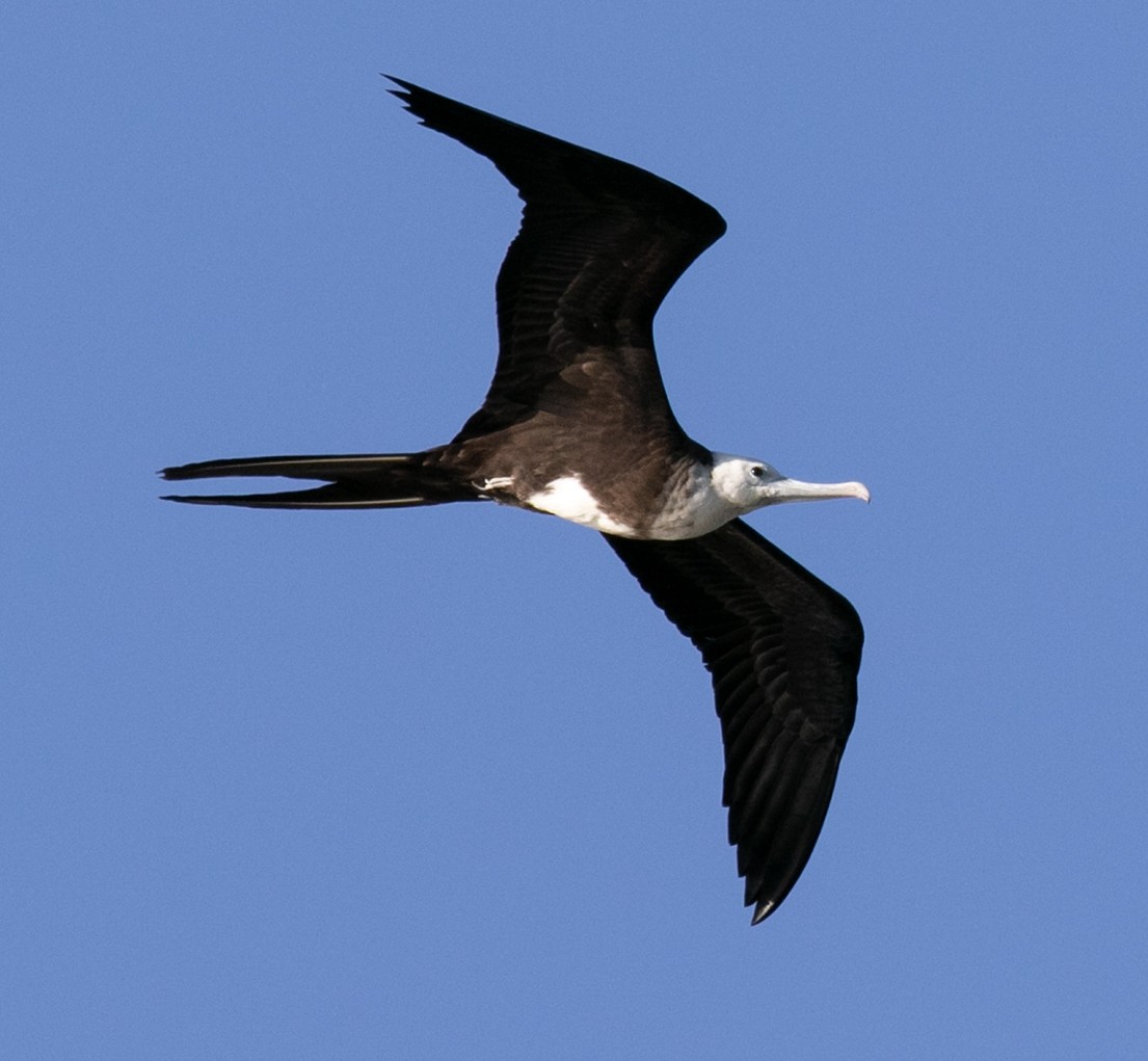 Magnificent Frigatebird - ML547610721