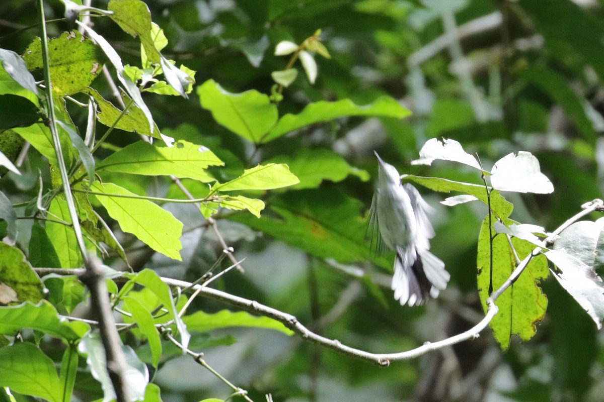 White-browed Gnatcatcher - ML54761081