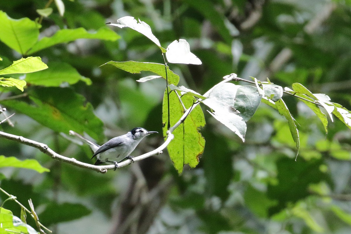 White-browed Gnatcatcher - ML54761111