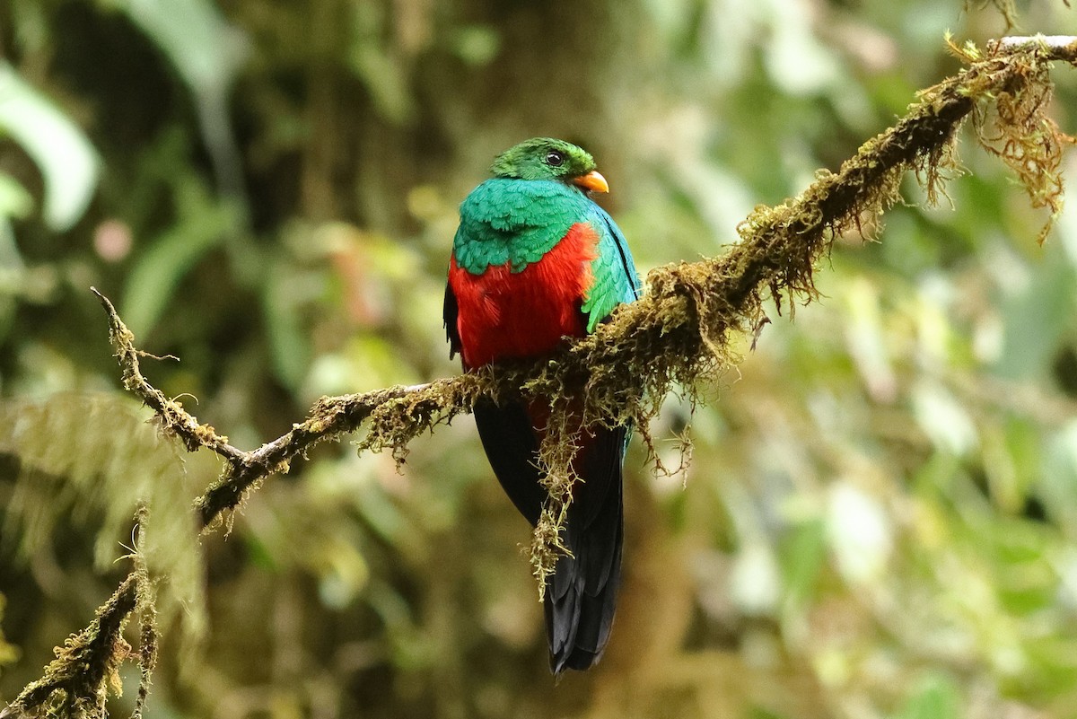 Golden-headed Quetzal - ML547611311