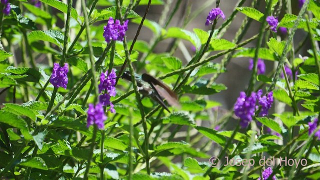 Purple-throated Mountain-gem - ML547611681