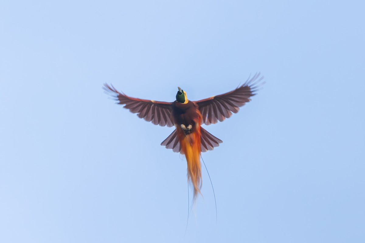 Lesser Bird-of-Paradise - ML547611811