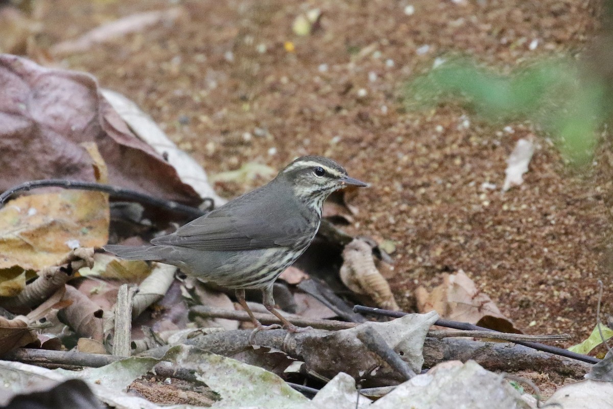 Northern Waterthrush - ML54761191