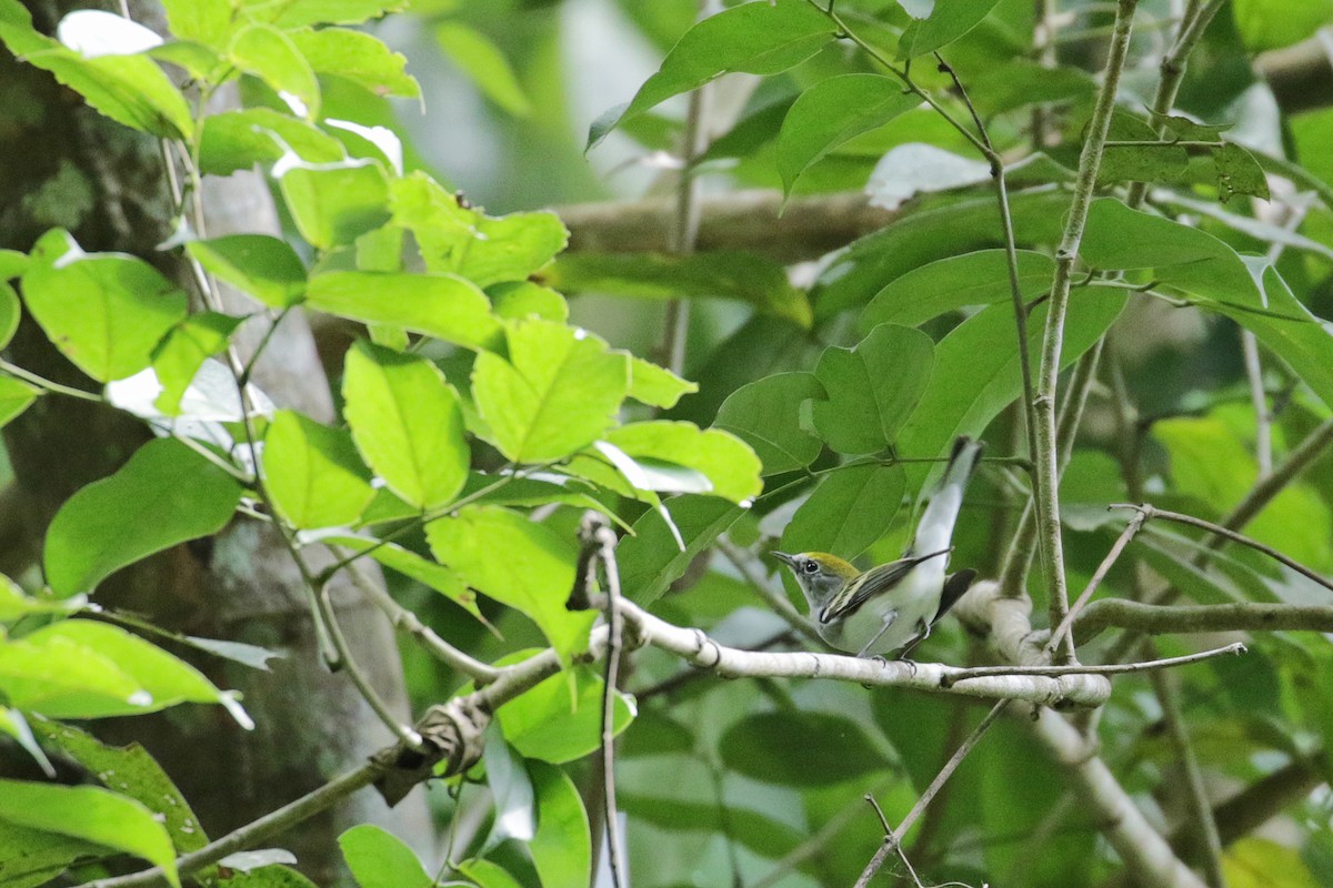 Chestnut-sided Warbler - ML54761211