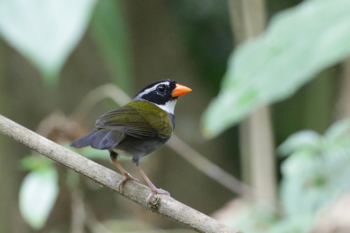 Orange-billed Sparrow - ML54761281