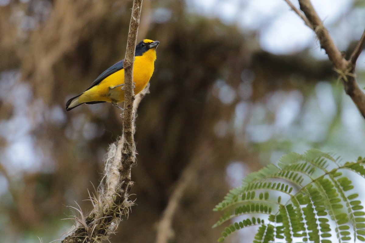 Yellow-throated Euphonia - ML54761331