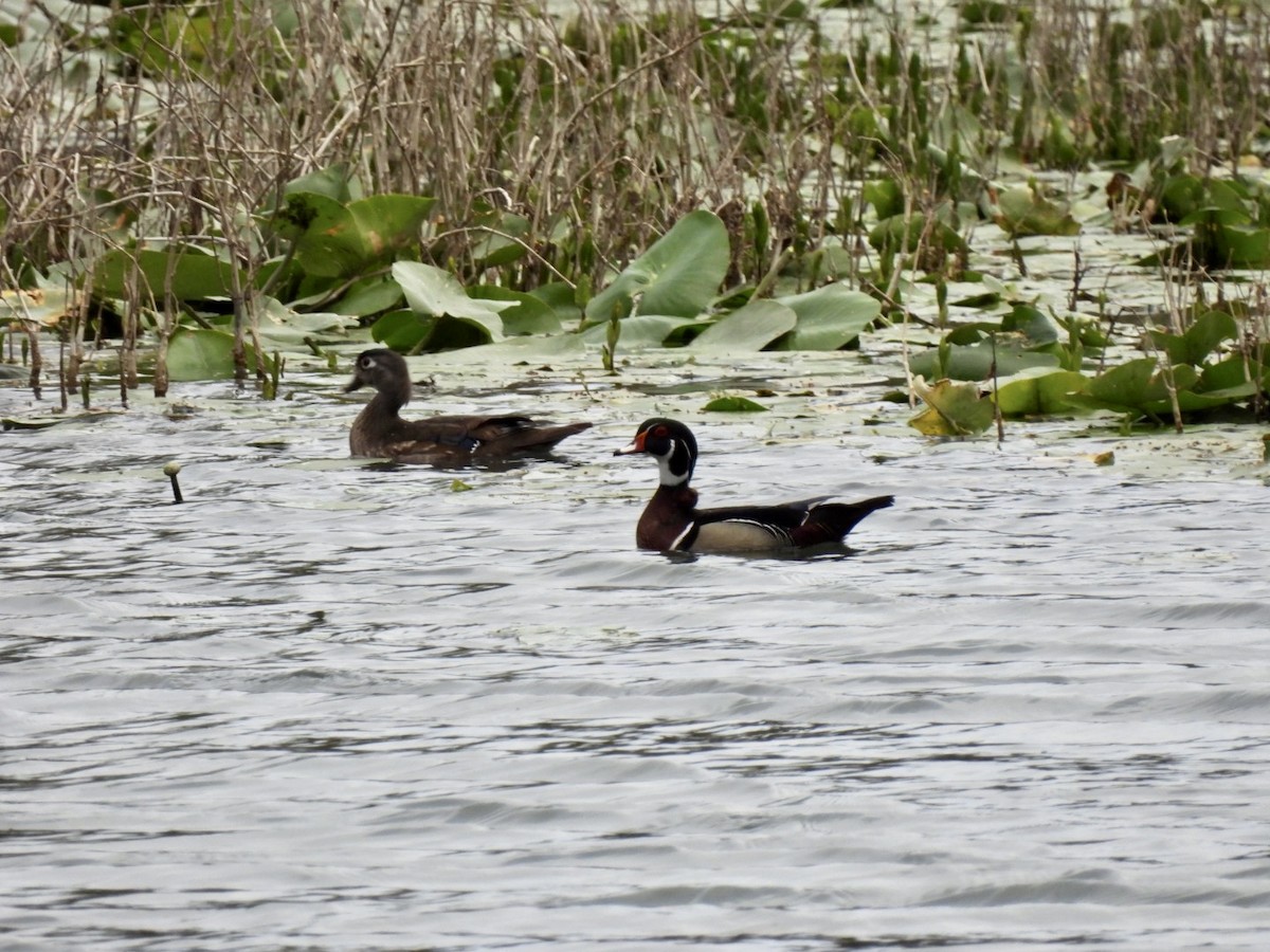 Wood Duck - ML547613411