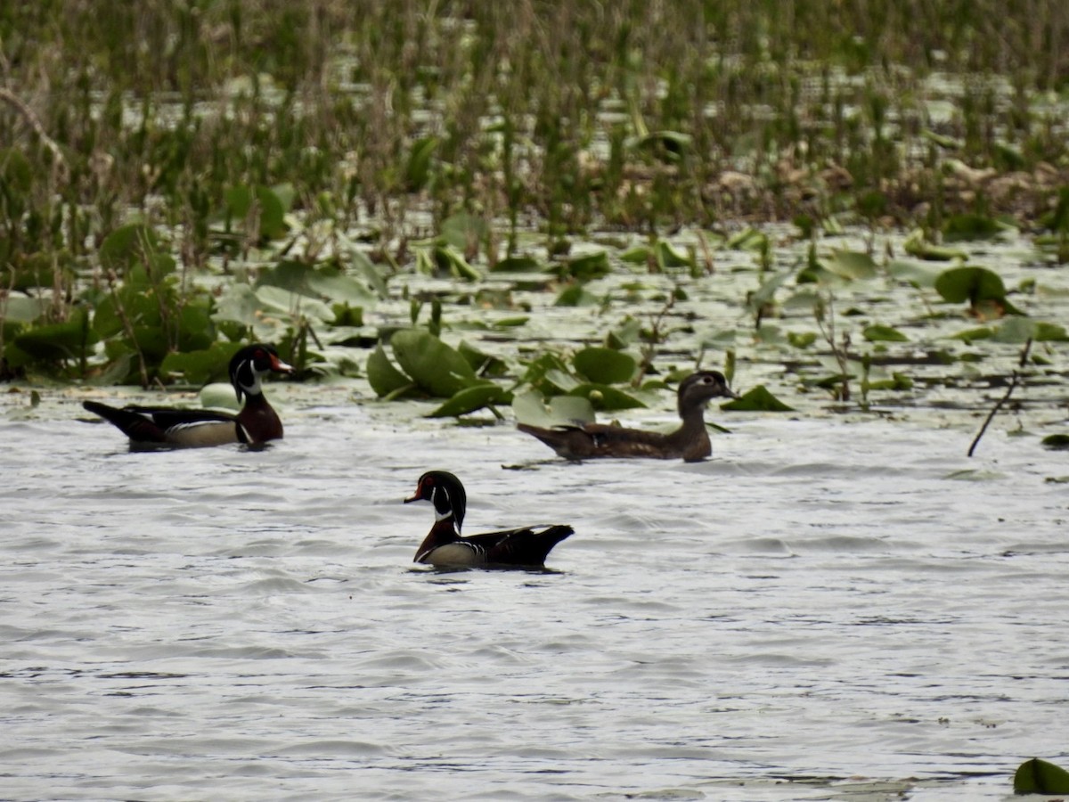 Wood Duck - ML547613421