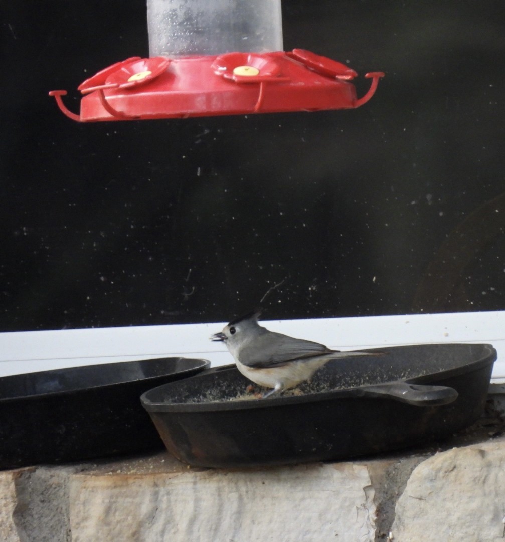 Black-crested Titmouse - ML547613901