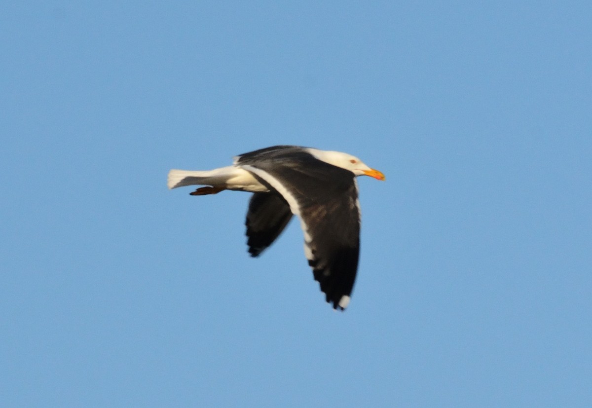 Lesser Black-backed Gull - ML547614651
