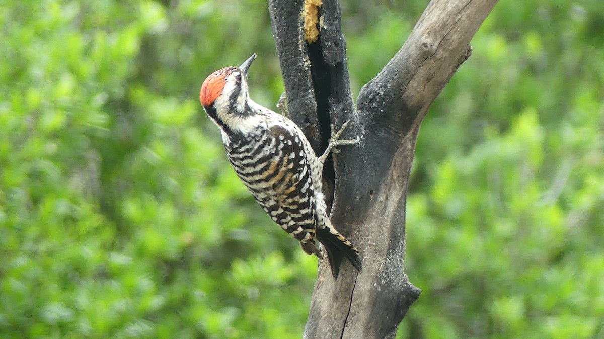 Ladder-backed Woodpecker - ML547615011