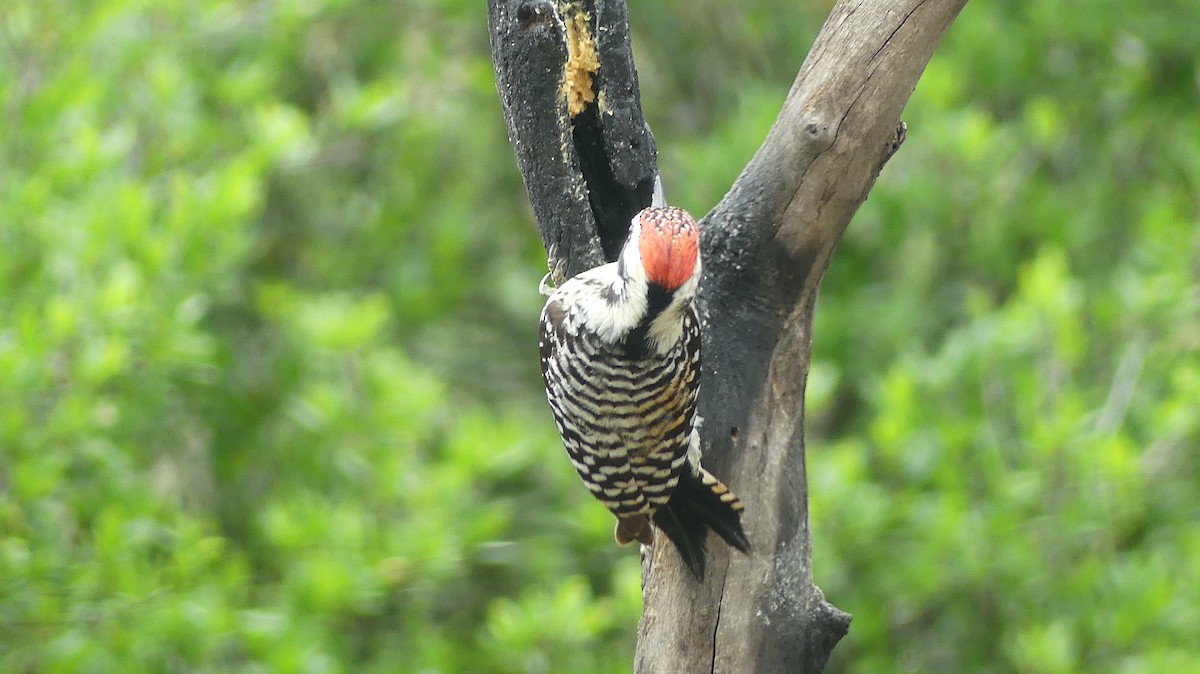 Ladder-backed Woodpecker - Leslie Sours