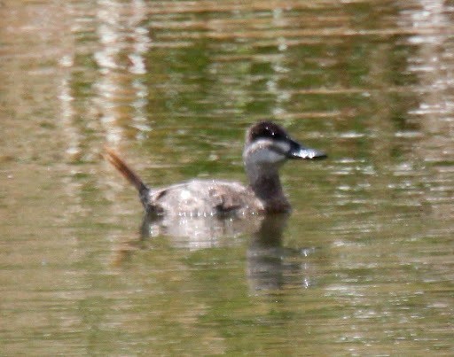 Ruddy Duck - ML547615371