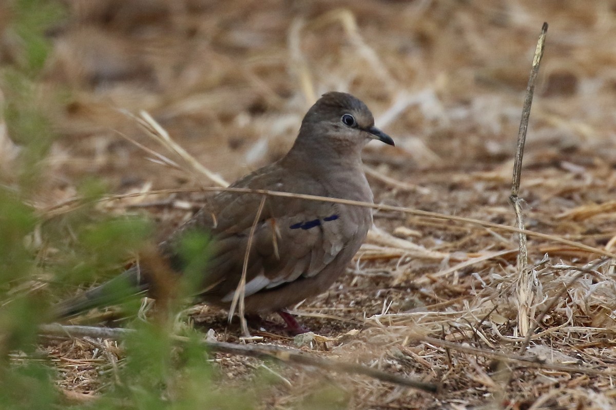 Picui Ground Dove - Douglas Faulder