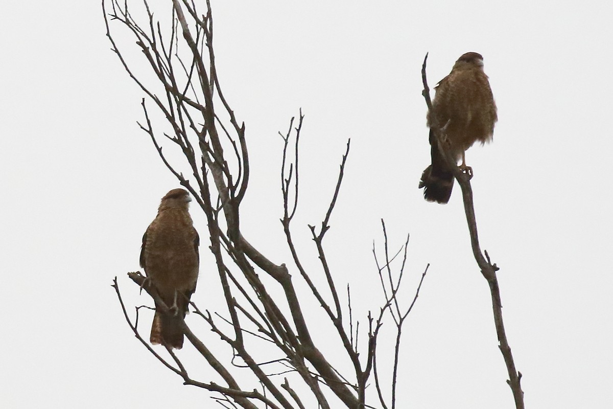 Chimango Caracara - ML547616101