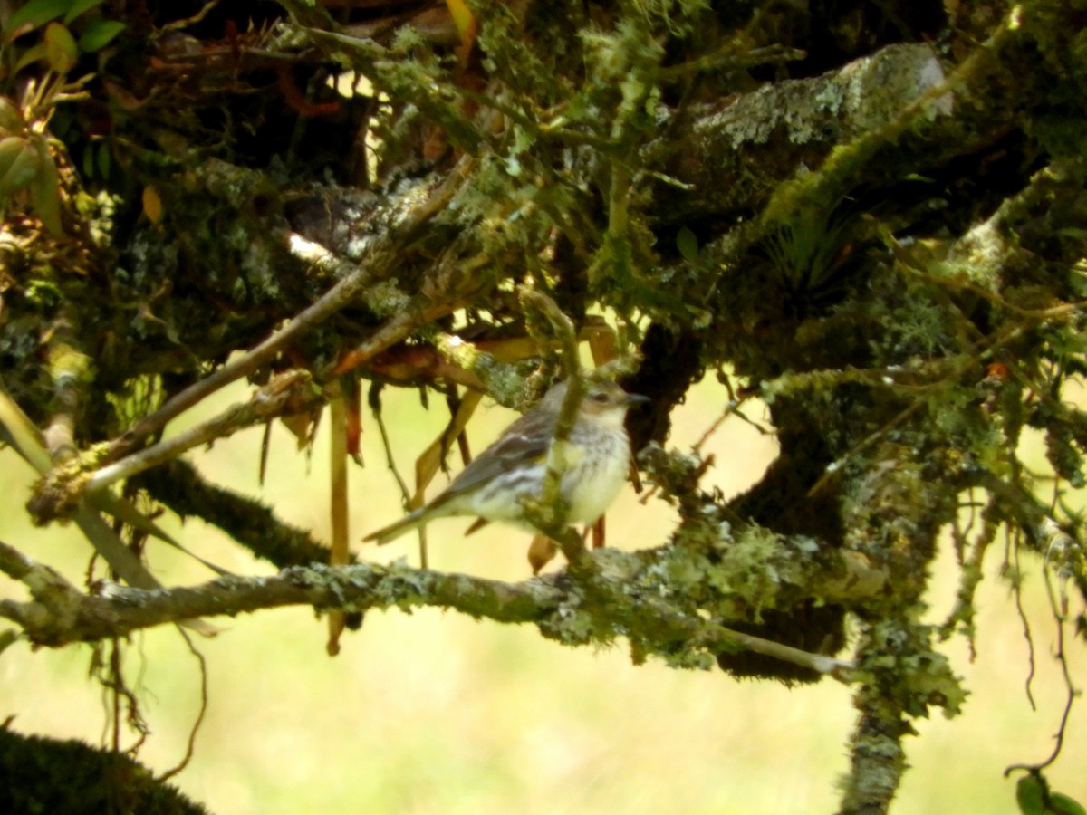 Yellow-rumped Warbler - ML547617151