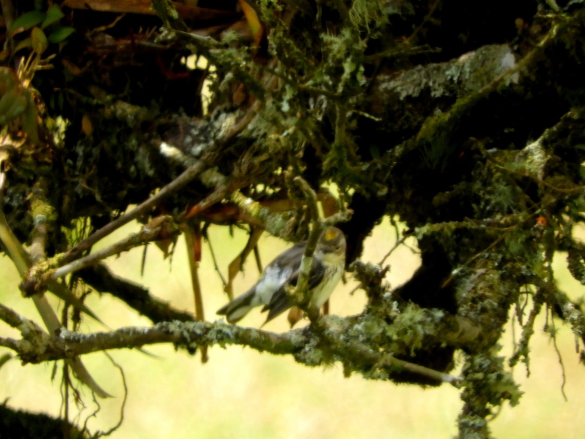 Yellow-rumped Warbler - ML547617161