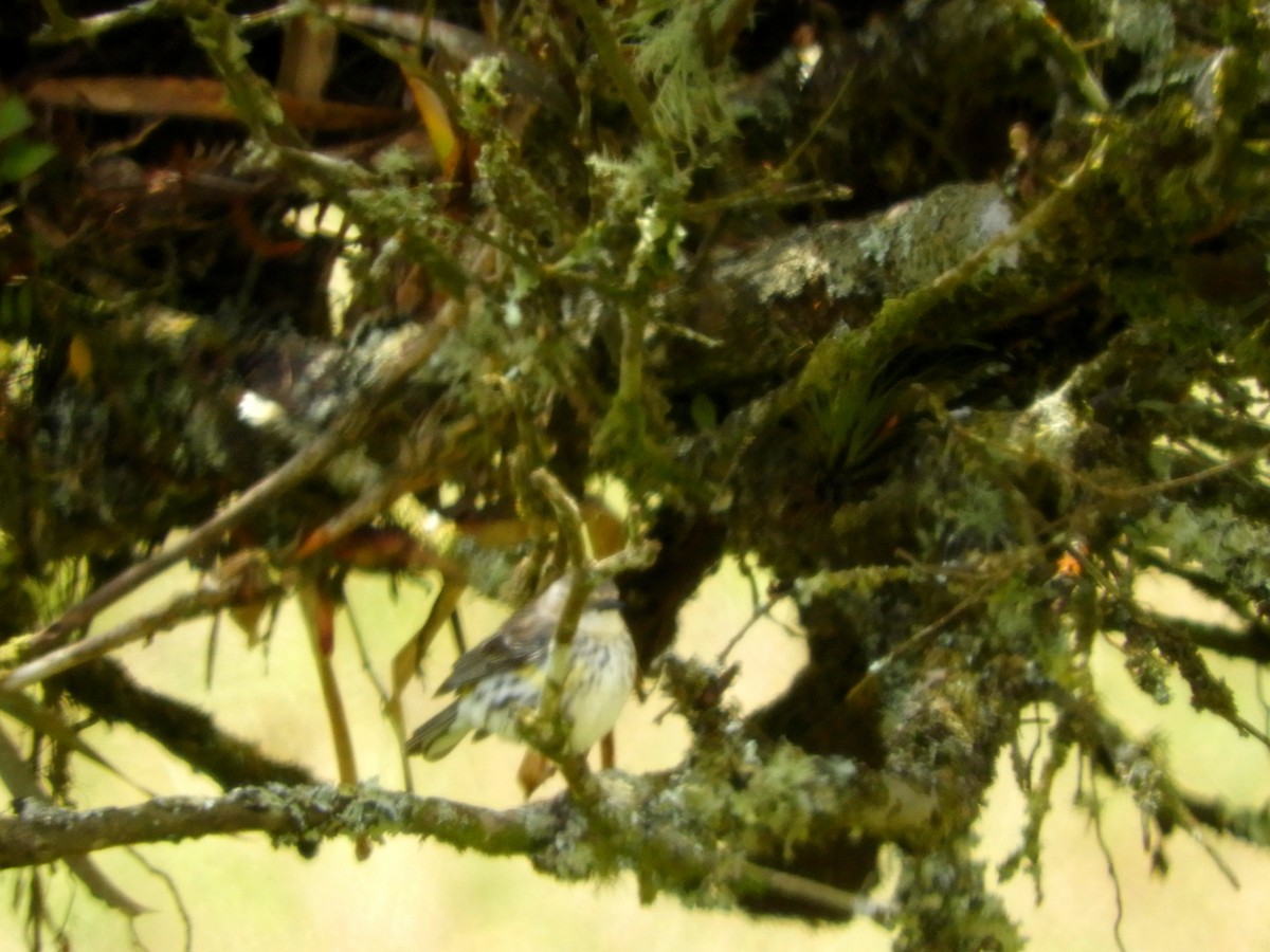 Yellow-rumped Warbler - ML547617171